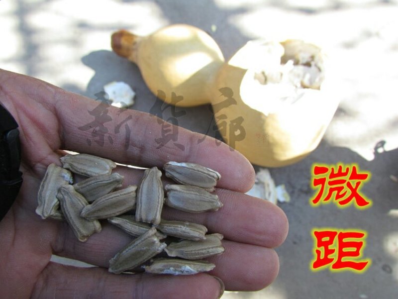 新货廊文玩葫芦种子超市，在售品种150余种，支持淘宝和微