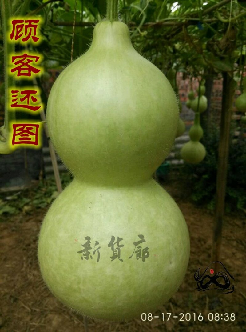 新货廊文玩葫芦种子超市，在售品种150余种，支持淘宝和微