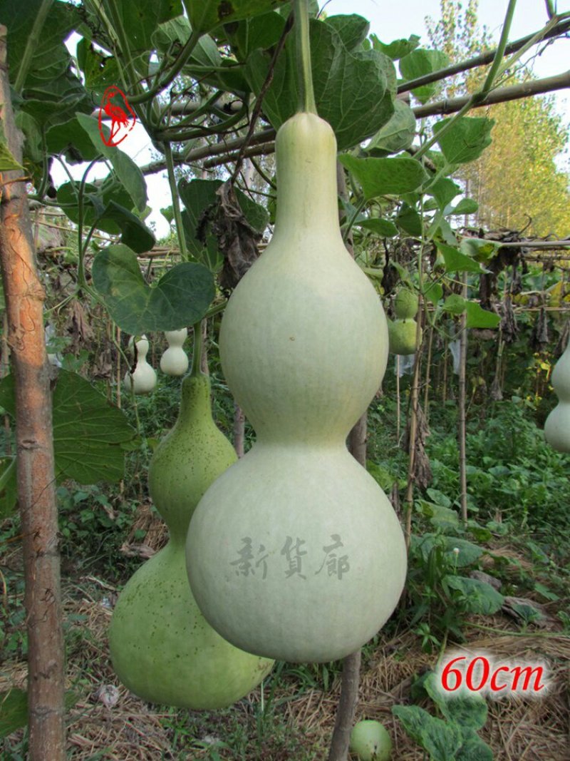 新货廊文玩葫芦种子超市，在售品种150余种，支持淘宝和微
