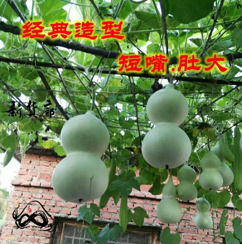 新货廊文玩葫芦种子超市，在售品种150余种，支持淘宝和微