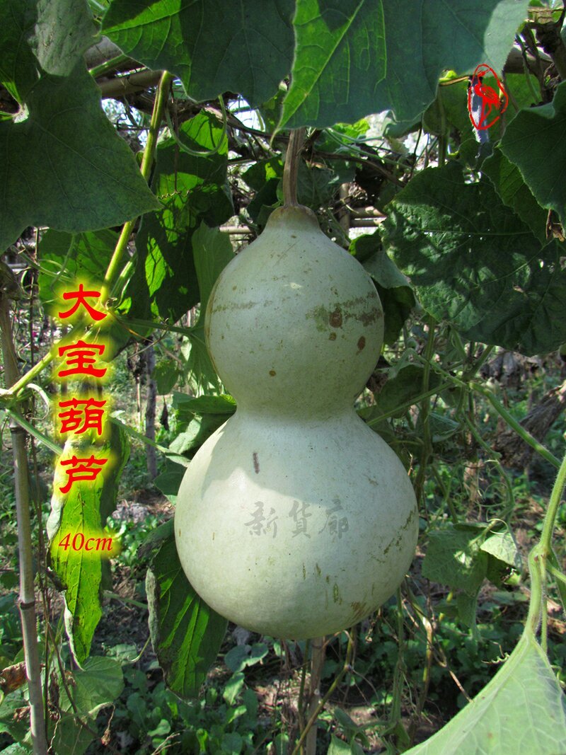 新货廊文玩葫芦种子超市，在售品种150余种，支持淘宝和微