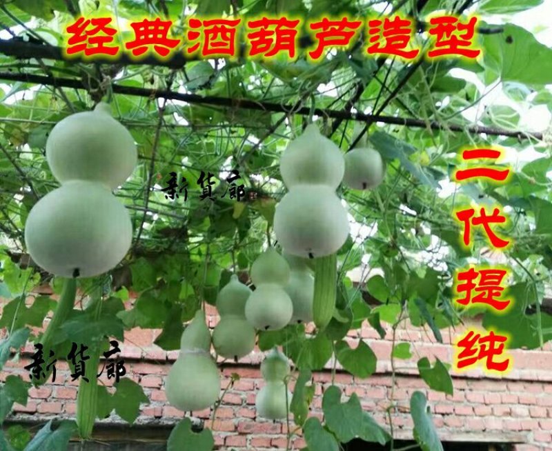新货廊文玩葫芦种子超市，在售品种150余种，支持淘宝和微