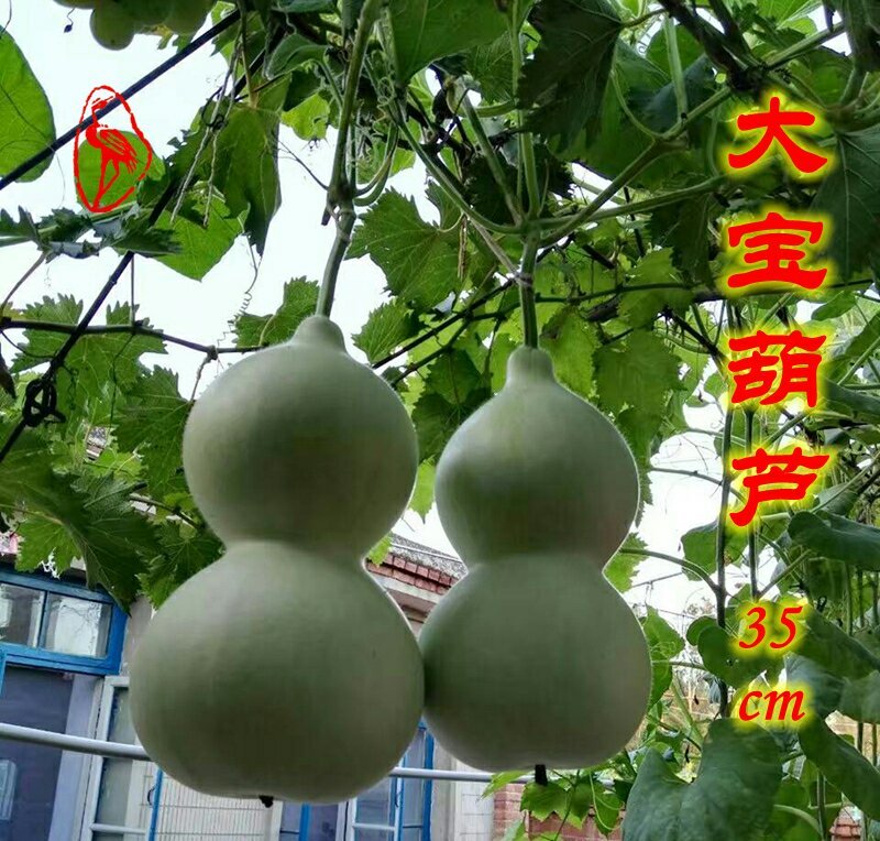 新货廊文玩葫芦种子超市，在售品种150余种，支持淘宝和微