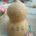 新货廊文玩葫芦种子超市，在售品种150余种，支持淘宝和微