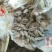 新货廊文玩葫芦种子超市，在售品种150余种，支持淘宝和微