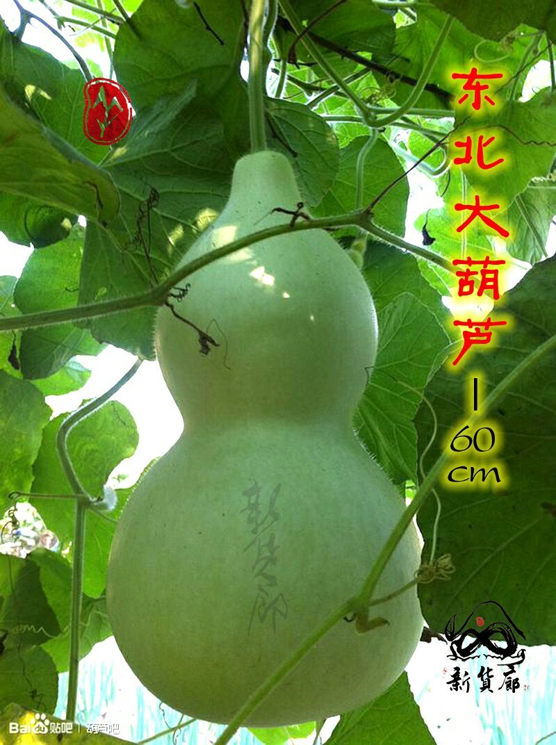 新货廊文玩葫芦种子超市，在售品种150余种，支持淘宝和微