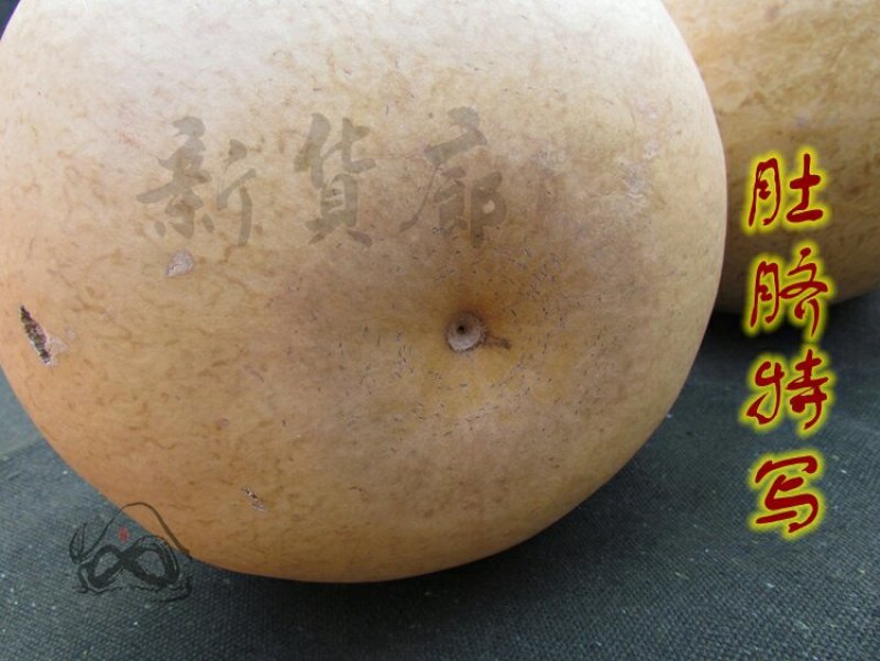新货廊文玩葫芦种子超市，在售品种150余种，支持淘宝和微