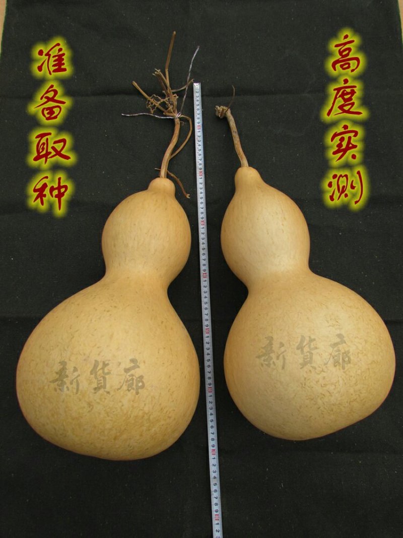 新货廊文玩葫芦种子超市，在售品种150余种，支持淘宝和微