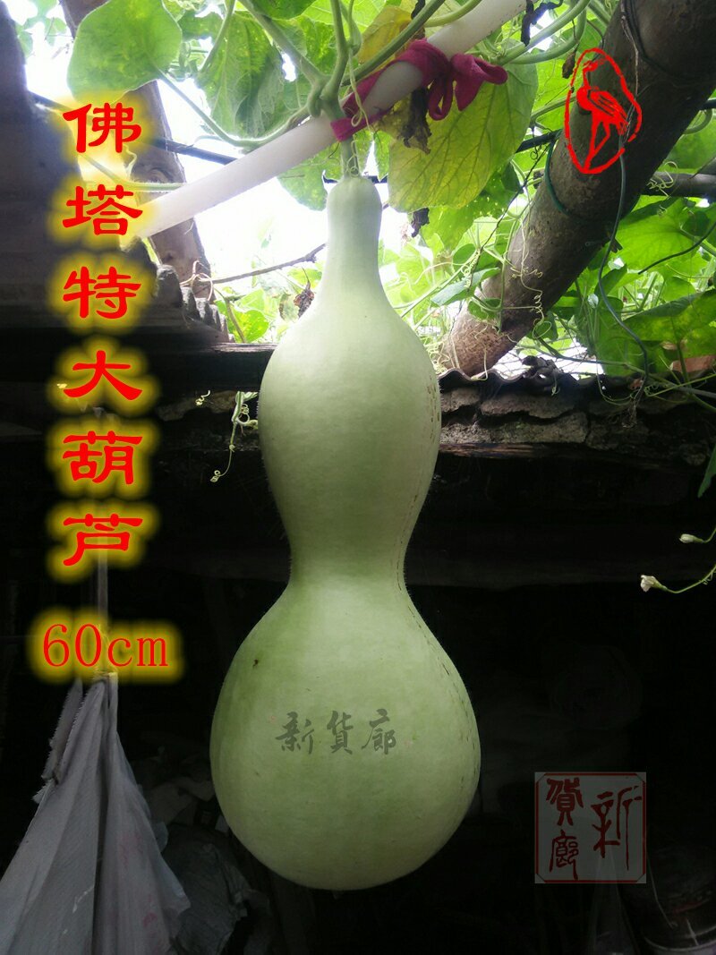 新货廊文玩葫芦种子超市，在售品种150余种，支持淘宝和微