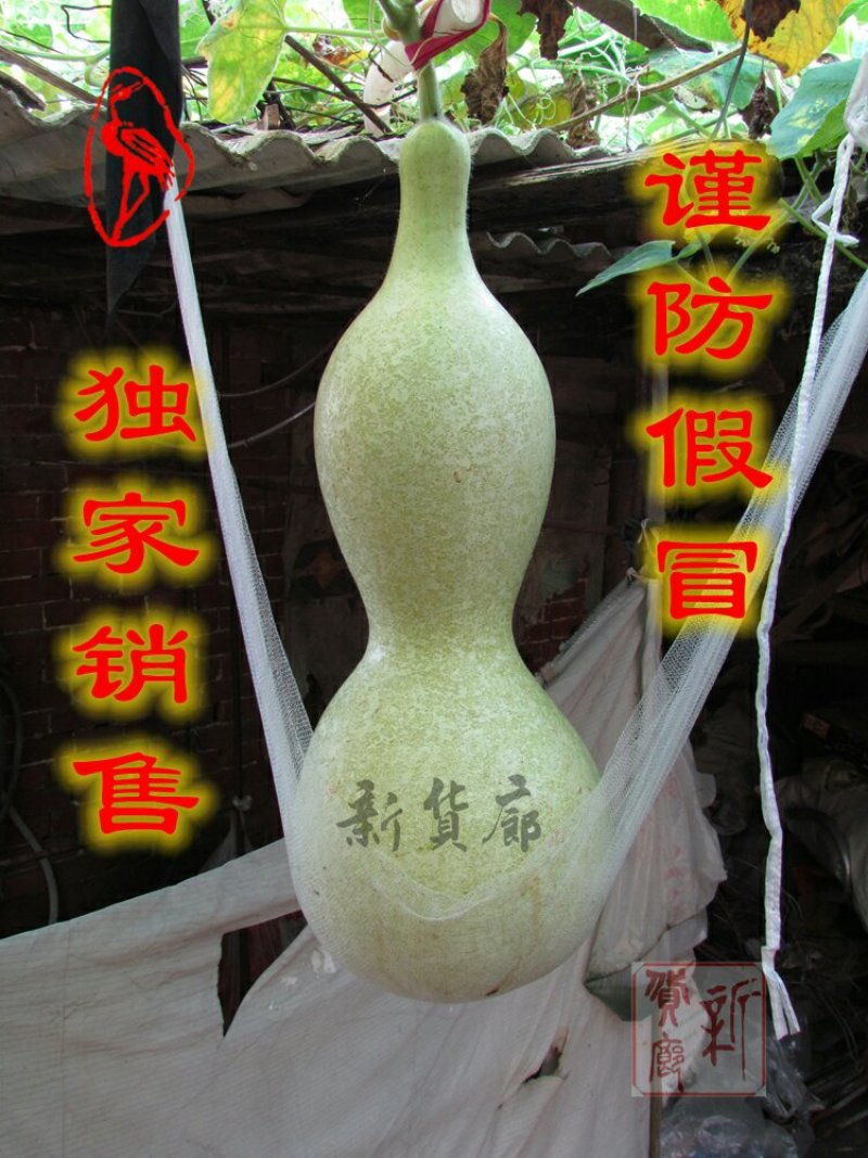 新货廊文玩葫芦种子超市，在售品种150余种，支持淘宝和微