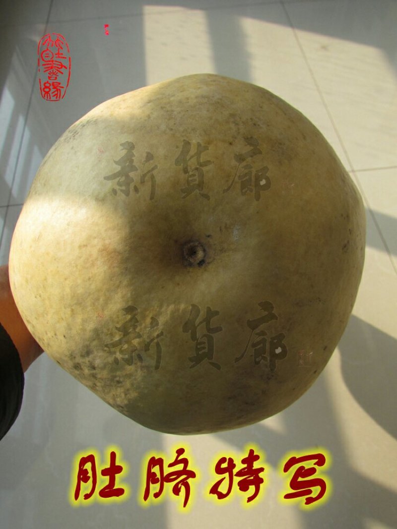 新货廊文玩葫芦种子超市，在售品种150余种，支持淘宝和微