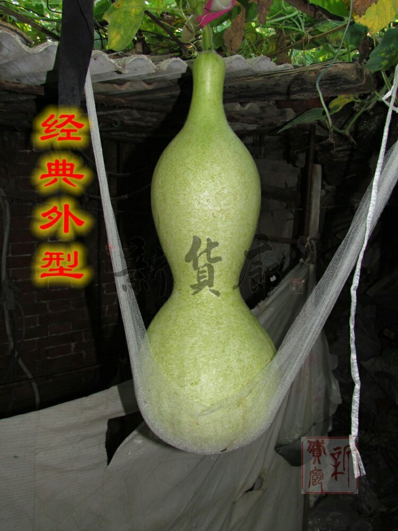 新货廊文玩葫芦种子超市，在售品种150余种，支持淘宝和微
