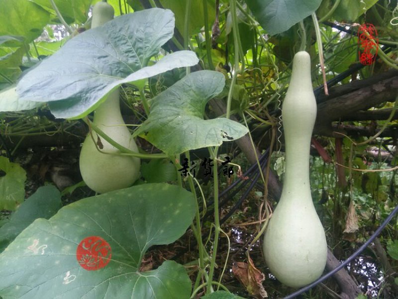 新货廊文玩葫芦种子超市，在售品种150余种，支持淘宝和微
