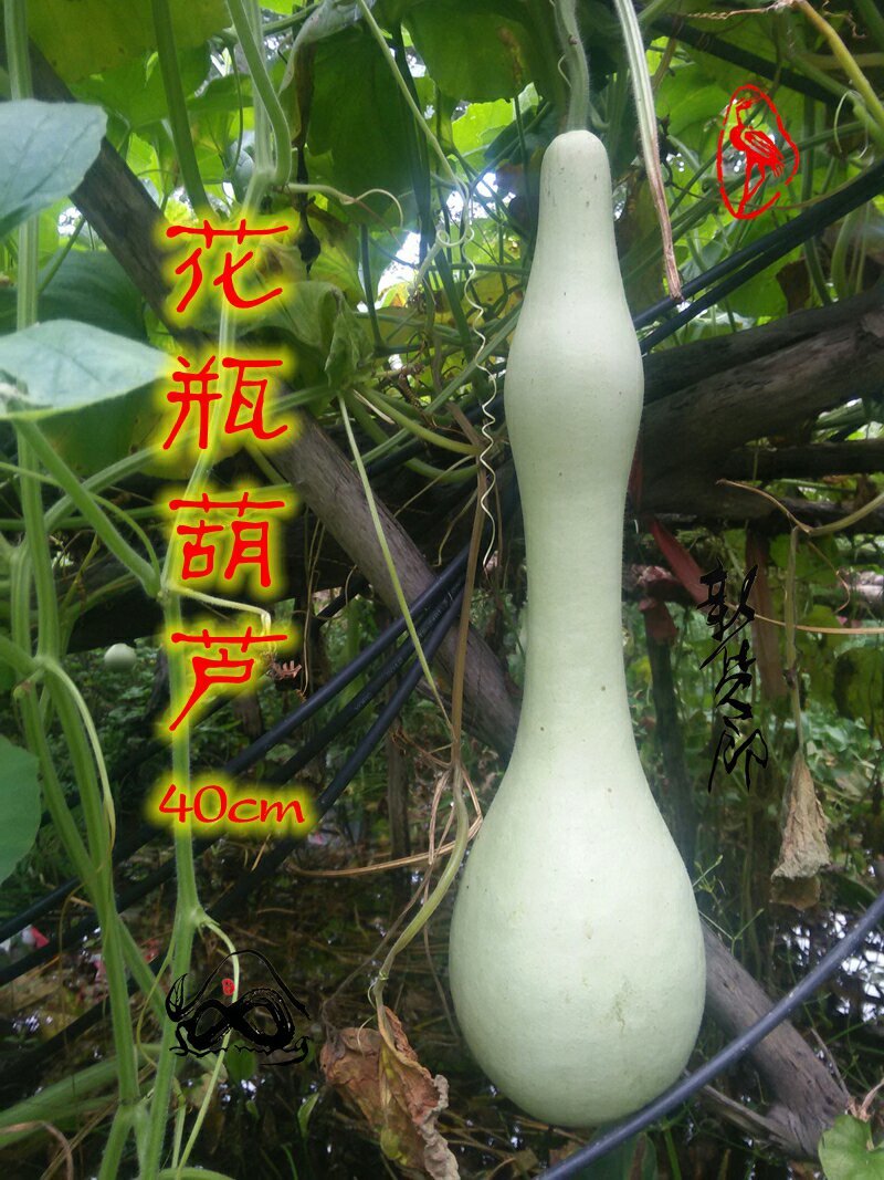 新货廊文玩葫芦种子超市，在售品种150余种，支持淘宝和微
