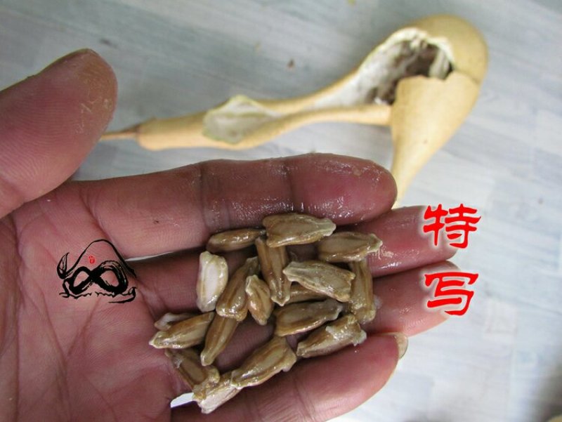 新货廊文玩葫芦种子超市，在售品种150余种，支持淘宝和微