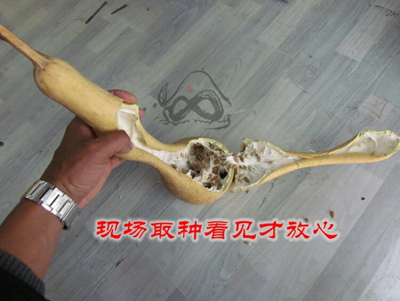 新货廊文玩葫芦种子超市，在售品种150余种，支持淘宝和微