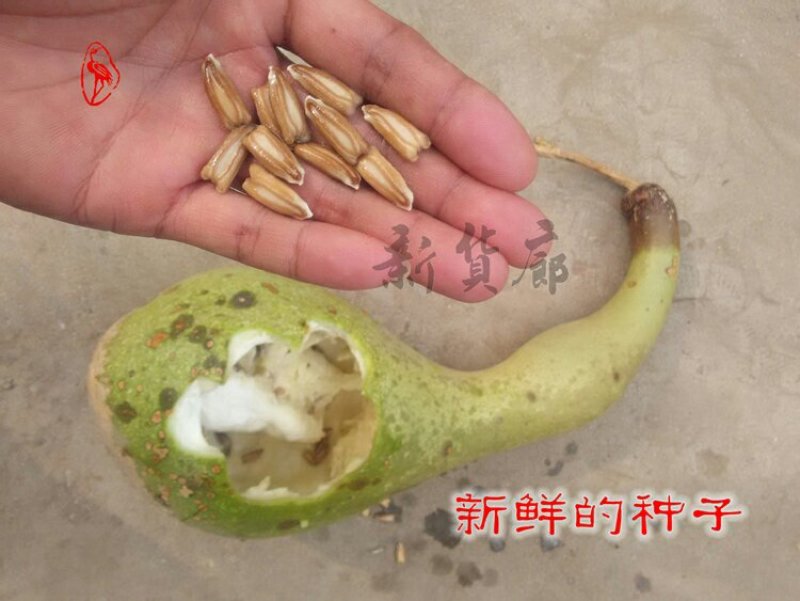 新货廊文玩葫芦种子超市，在售品种150余种，支持淘宝和微