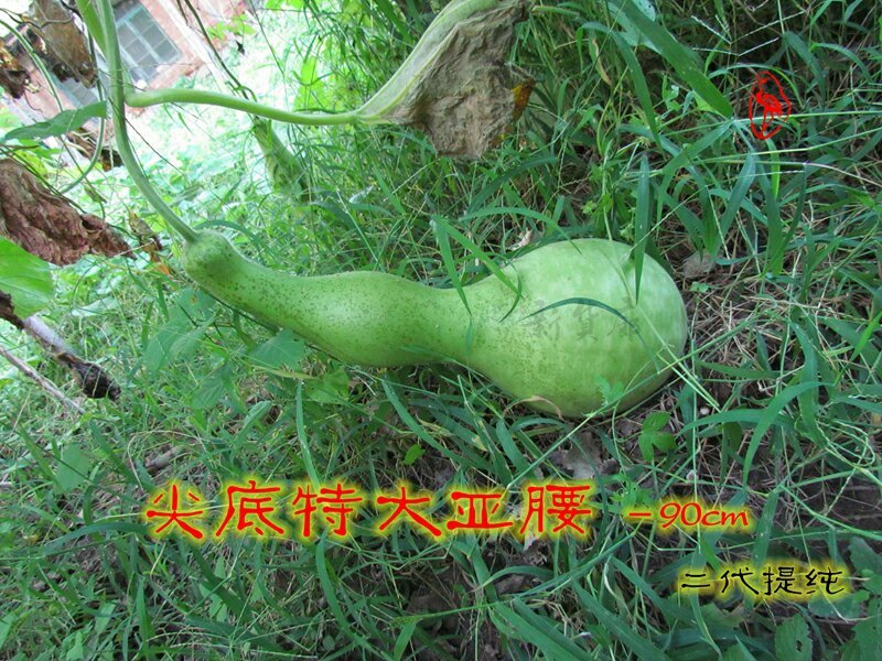 新货廊文玩葫芦种子超市，在售品种150余种，支持淘宝和微