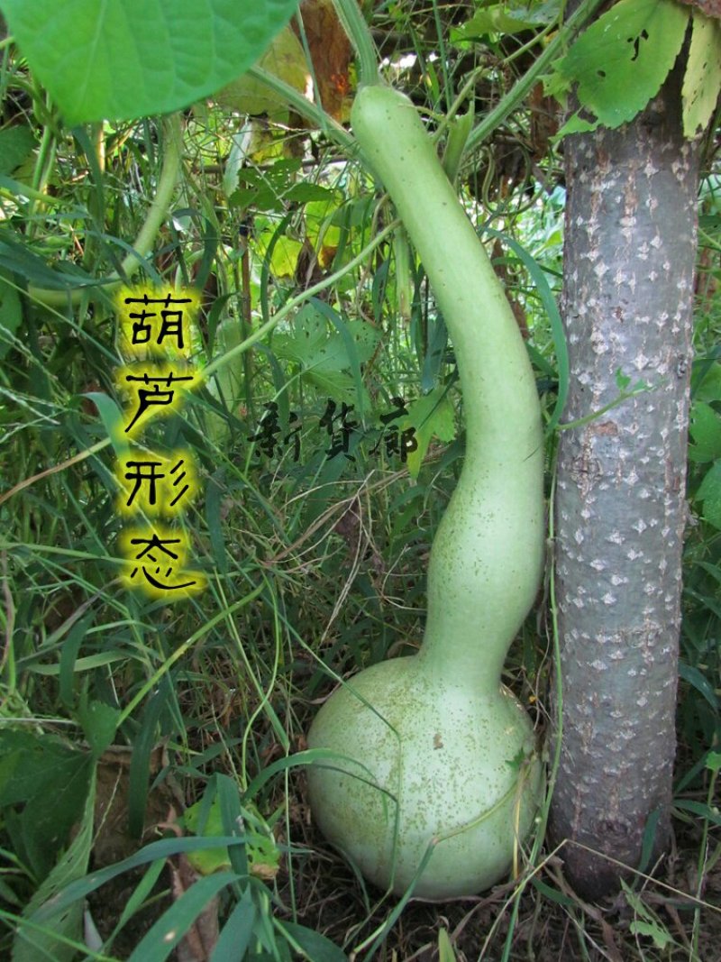 新货廊文玩葫芦种子超市，在售品种150余种，支持淘宝和微