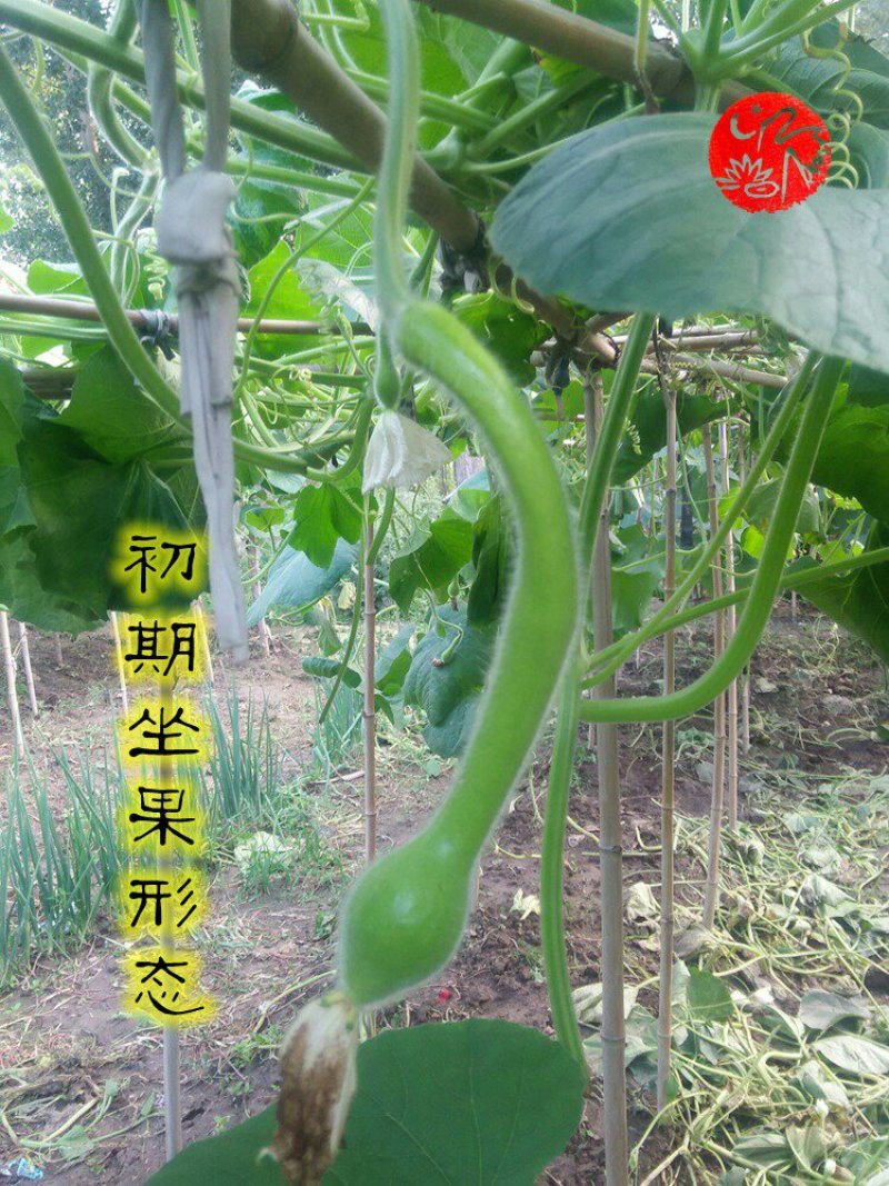 新货廊文玩葫芦种子超市，在售品种150余种，支持淘宝和微