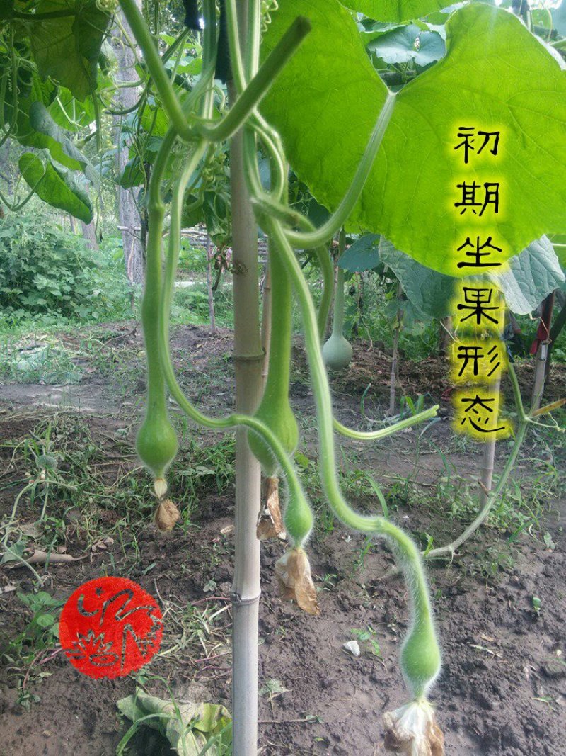 新货廊文玩葫芦种子超市，在售品种150余种，支持淘宝和微