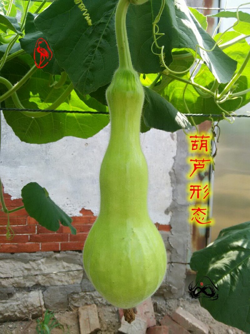 新货廊文玩葫芦种子超市，在售品种150余种，支持淘宝和微