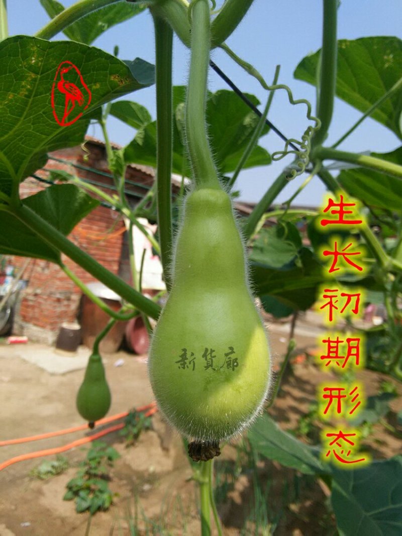 新货廊文玩葫芦种子超市，在售品种150余种，支持淘宝和微