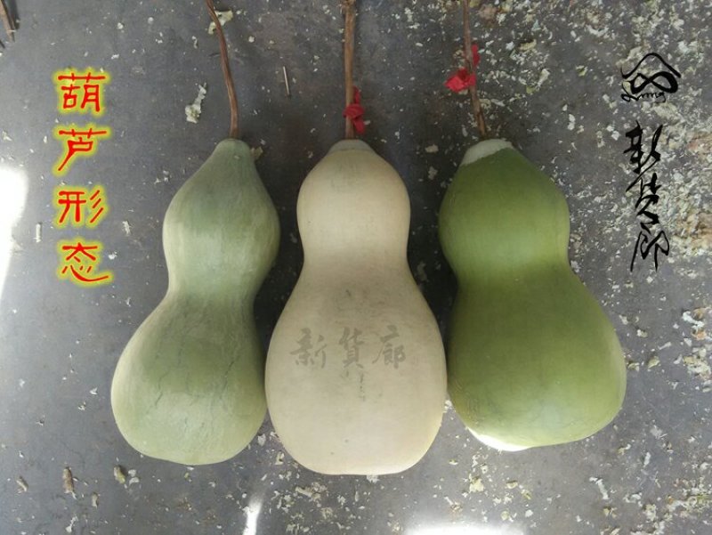 新货廊文玩葫芦种子超市，在售品种150余种，支持淘宝和微