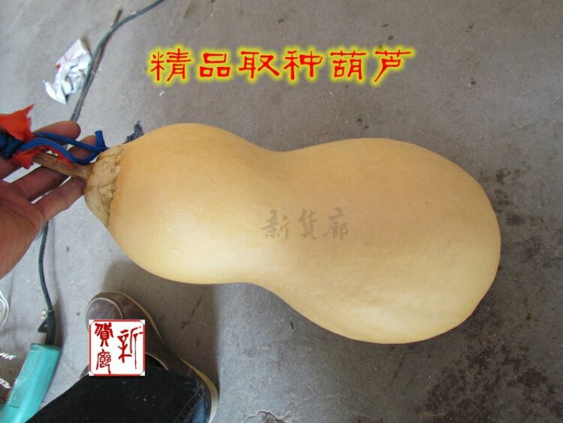 新货廊文玩葫芦种子超市，在售品种150余种，支持淘宝和微