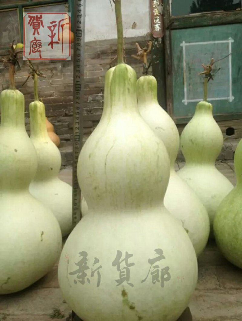 新货廊文玩葫芦种子超市，在售品种150余种，支持淘宝和微