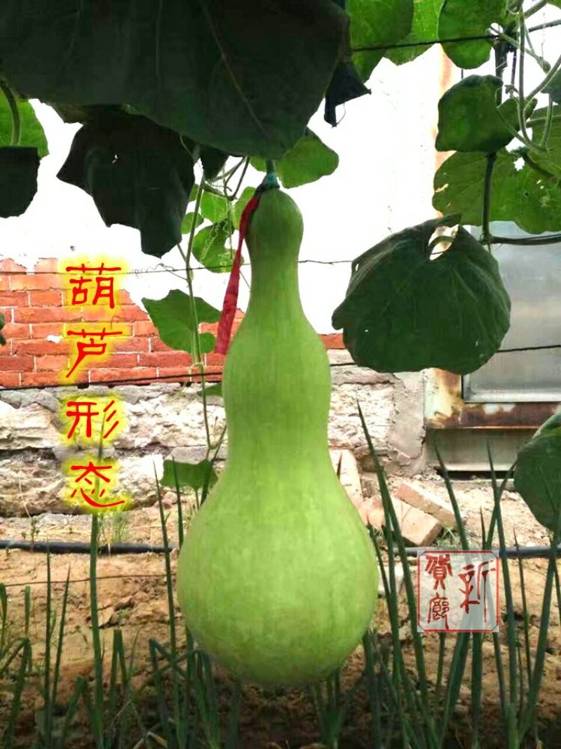 新货廊文玩葫芦种子超市，在售品种150余种，支持淘宝和微
