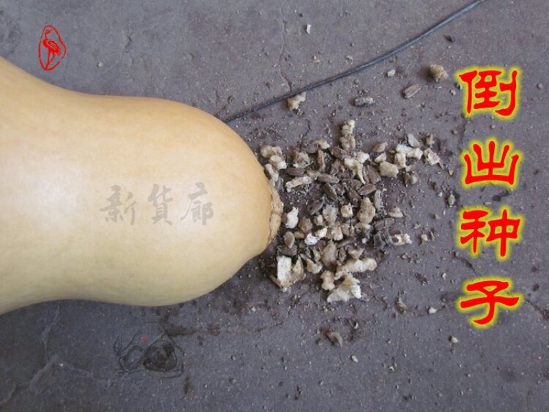 新货廊文玩葫芦种子超市，在售品种150余种，支持淘宝和微