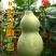 新货廊文玩葫芦种子超市，在售品种150余种，支持淘宝和微