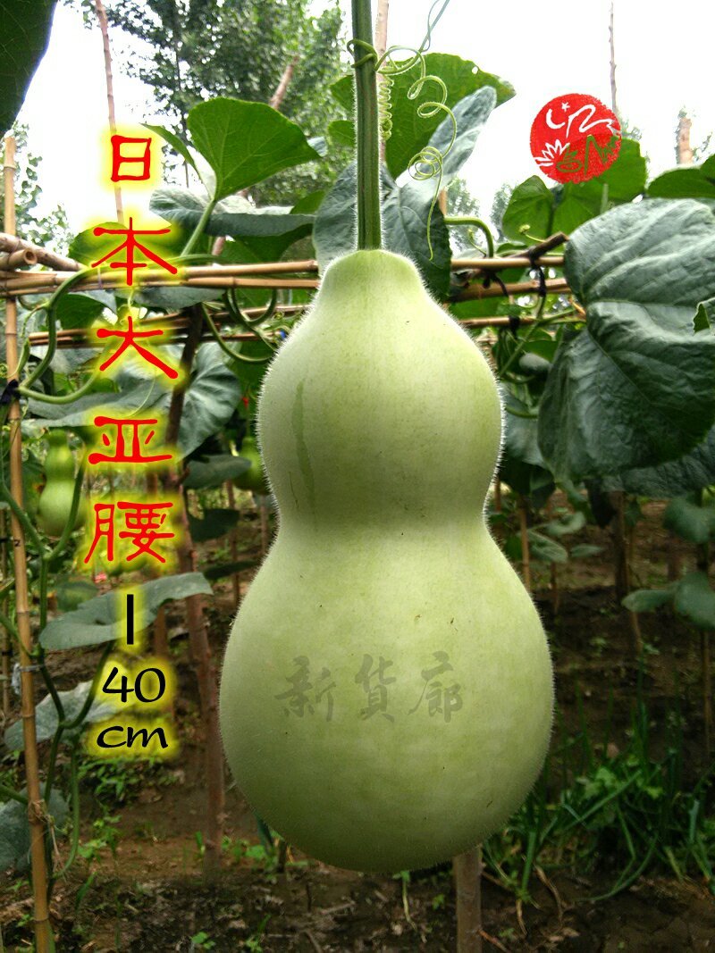 新货廊文玩葫芦种子超市，在售品种150余种，支持淘宝和微