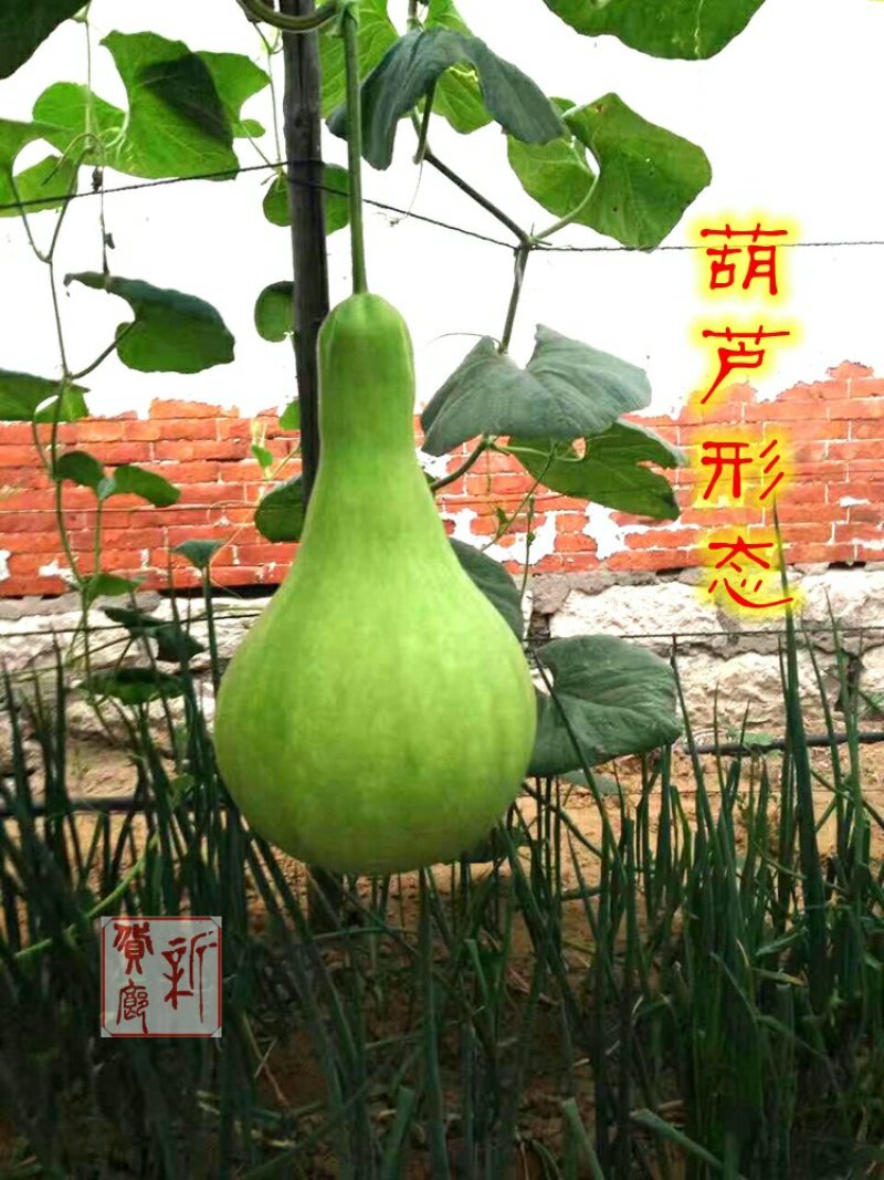 新货廊文玩葫芦种子超市，在售品种150余种，支持淘宝和微
