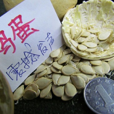 淘宝网搜索店铺：新货廊。葫芦种子150余种子支持淘宝和微