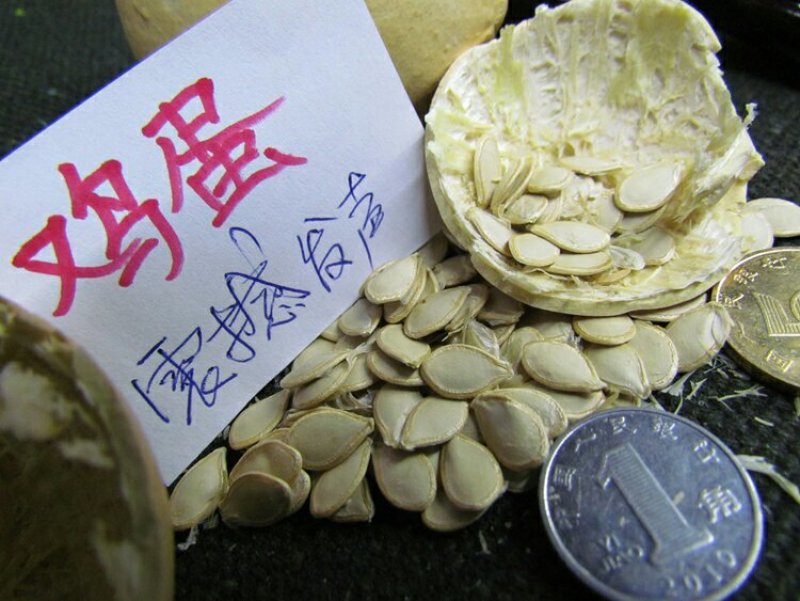淘宝网搜索店铺：新货廊。葫芦种子150余种子支持淘宝和微
