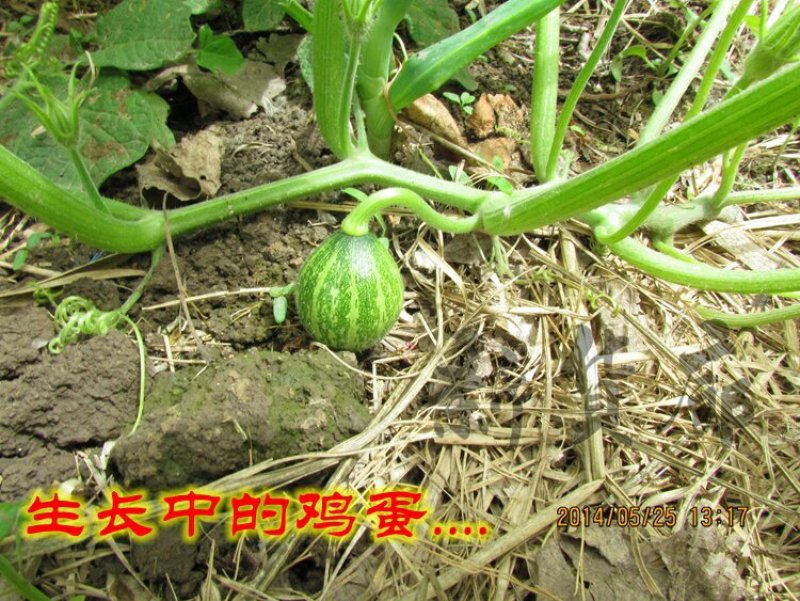 淘宝网搜索店铺：新货廊。葫芦种子150余种子支持淘宝和微
