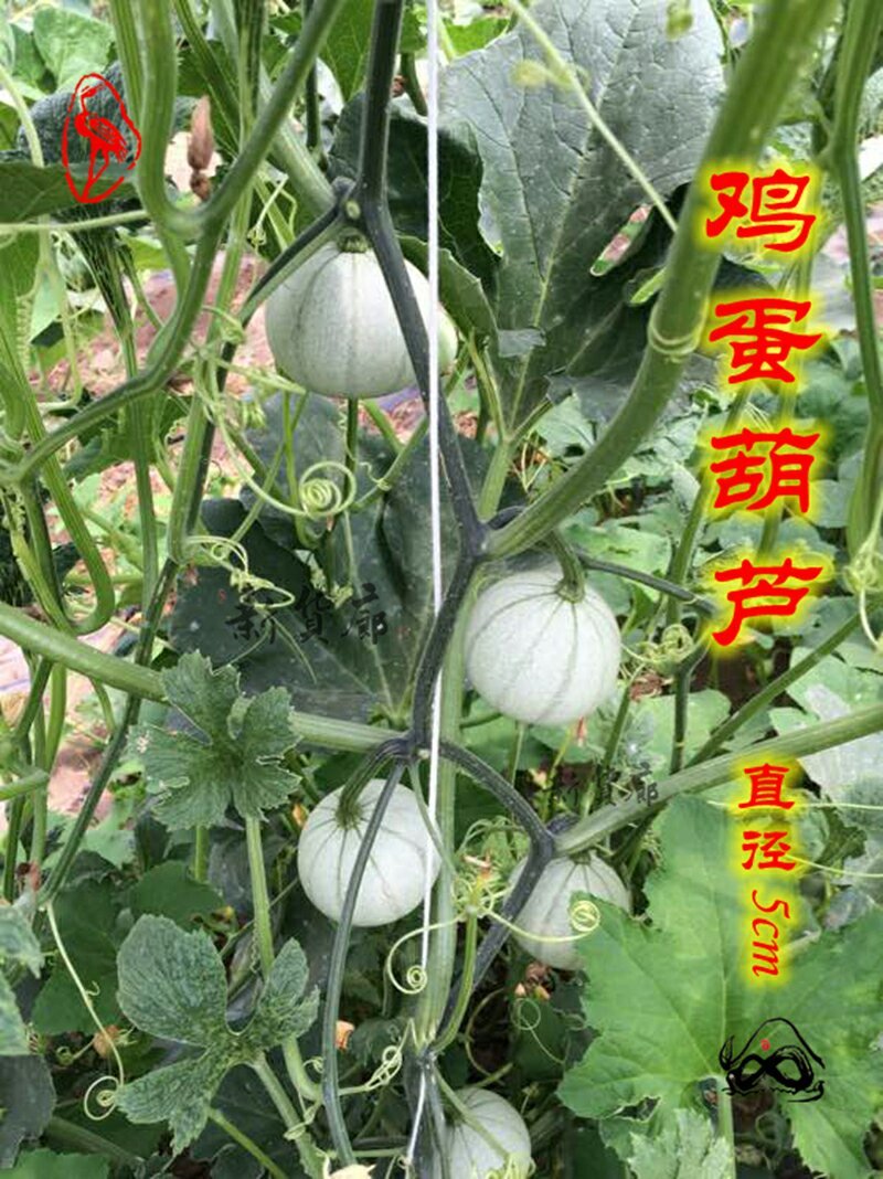 淘宝网搜索店铺：新货廊。葫芦种子150余种子支持淘宝和微