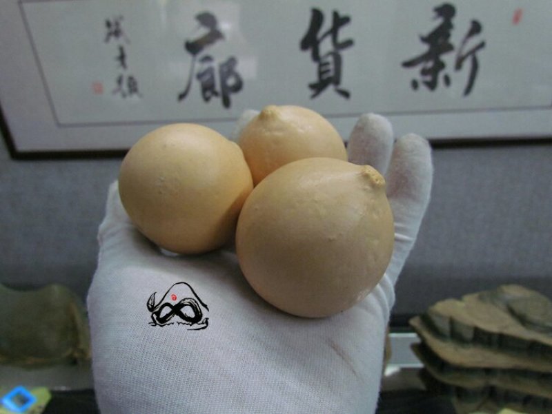 淘宝网搜索店铺：新货廊。葫芦种子150余种子支持淘宝和微
