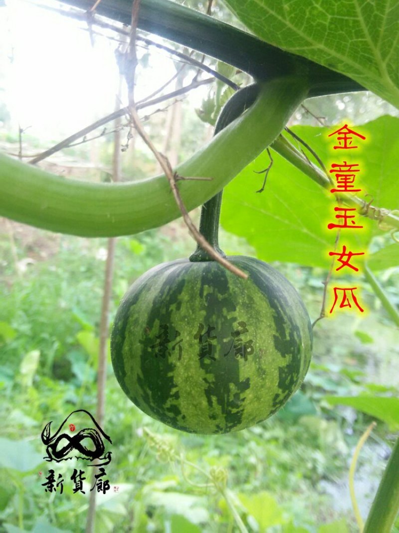 淘宝网搜索店铺：新货廊。葫芦种子150余种子支持淘宝和微