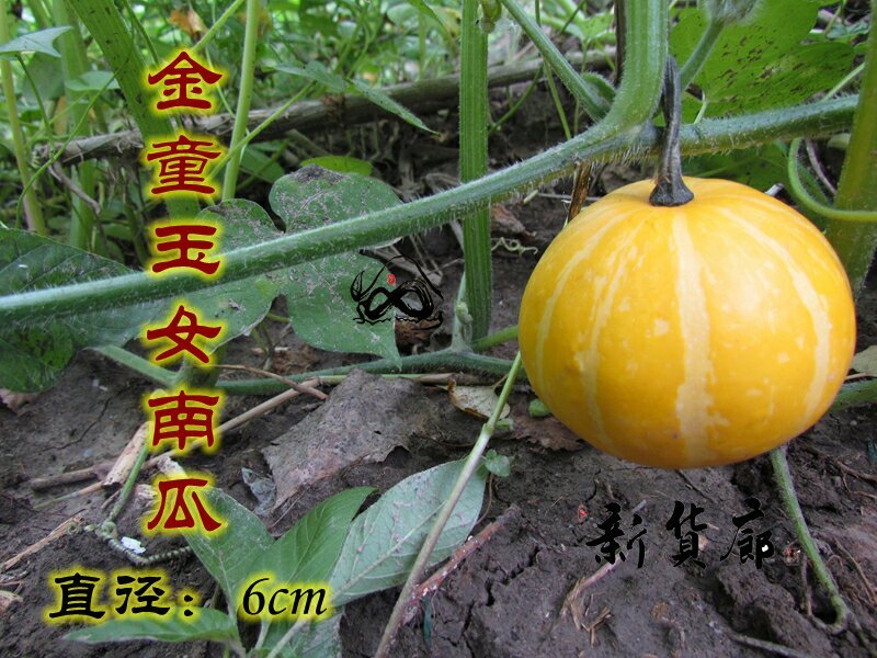 淘宝网搜索店铺：新货廊。葫芦种子150余种子支持淘宝和微