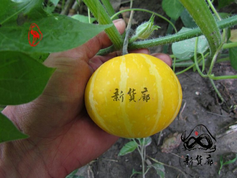 淘宝网搜索店铺：新货廊。葫芦种子150余种子支持淘宝和微