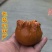 淘宝网搜索店铺：新货廊。葫芦种子150余种子支持淘宝和微