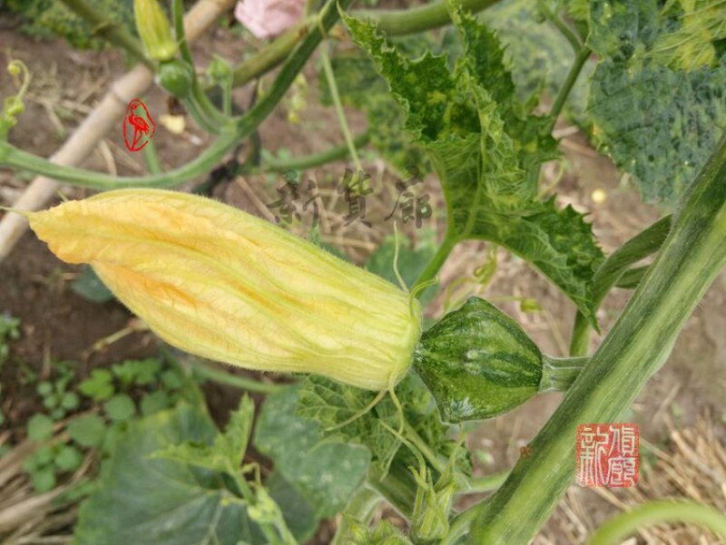 淘宝网搜索店铺：新货廊。葫芦种子150余种子支持淘宝和微