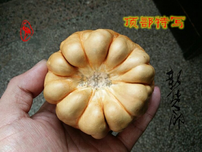 淘宝网搜索店铺：新货廊。葫芦种子150余种子支持淘宝和微