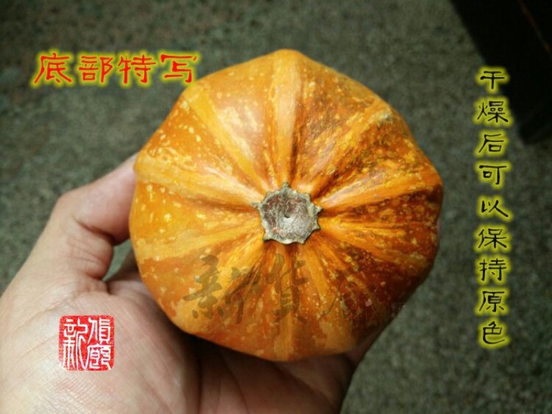 淘宝网搜索店铺：新货廊。葫芦种子150余种子支持淘宝和微