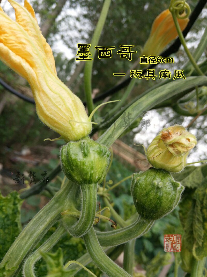 淘宝网搜索店铺：新货廊。葫芦种子150余种子支持淘宝和微