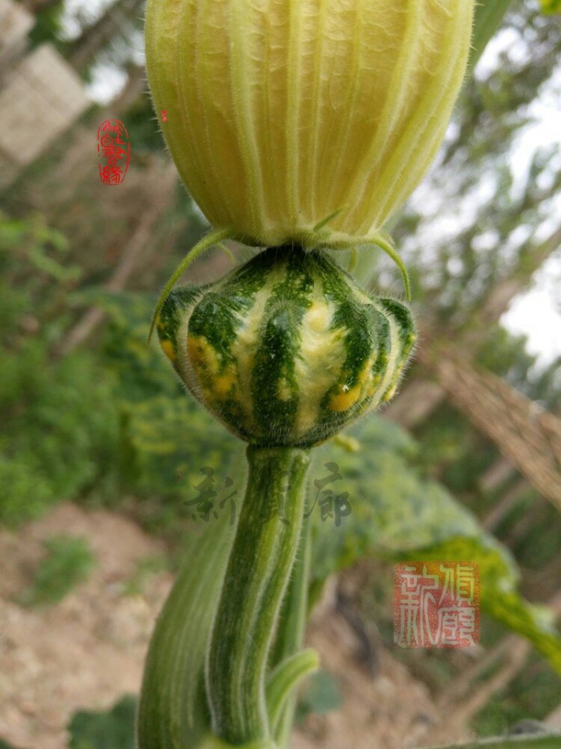 淘宝网搜索店铺：新货廊。葫芦种子150余种子支持淘宝和微