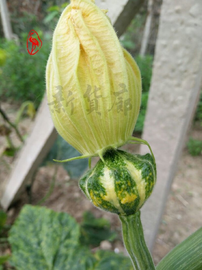 淘宝网搜索店铺：新货廊。葫芦种子150余种子支持淘宝和微